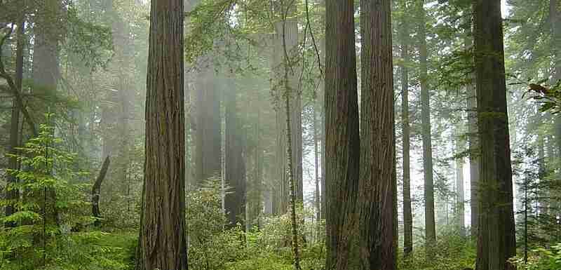Redwood National and State Parks - Refer to caption, tags: die - CC BY-SA